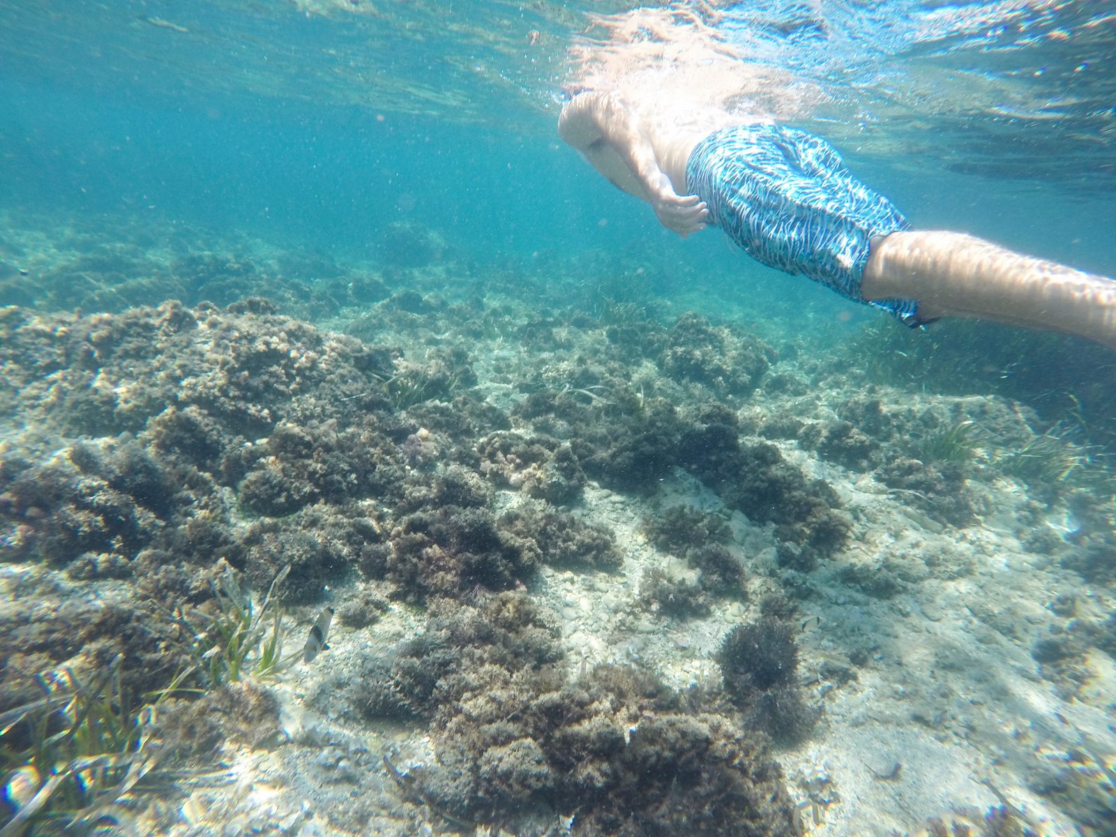 DEMO · Coral Seeker
